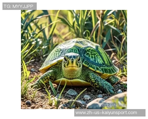 足球绿龟的奇幻旅程探索绿龟在足球世界中的独特魅力与精彩故事 足球绿龟的奇幻旅程探索绿龟在足球世界中的独特魅力与精彩故事